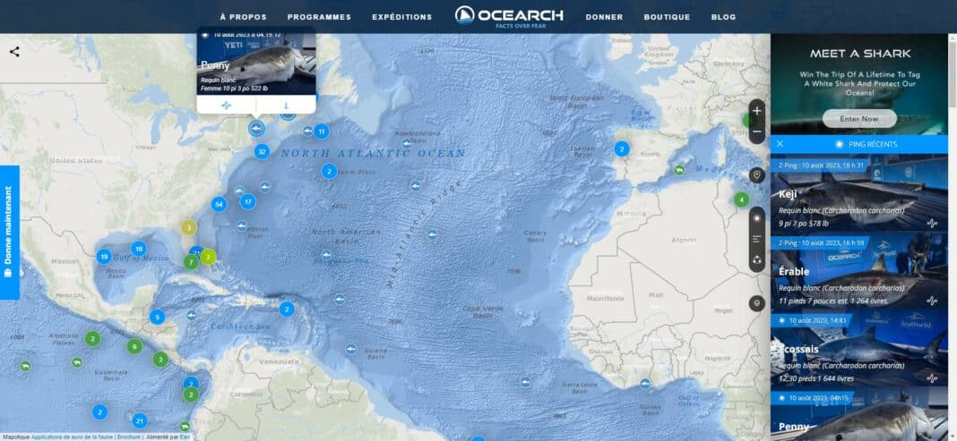 Suivre les Requins en Temps Réel : Une Précaution Pratique Avant Vos Vacances